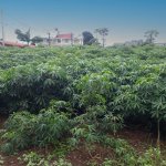 Plantation de manioc Plants de manioc