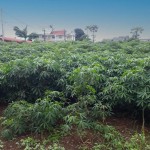 Plantation de manioc Plants de manioc