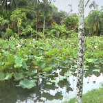 Jardin botanique de Pamplemousse, Nord de l'ile Maurice Jardin botanique de Pamplemousse, Nord de l'ile Maurice