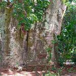 Baobab du Jardin botanique de Pamplemousse, Nord de l'ile Maurice baobab du Jardin botanique de Pamplemousse, Nord de l'ile Maurice