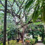 Jardin au domaine Labourdonnais dans le Nord de Maurice Jardin au domaine Labourdonnais dans le Nord de Maurice