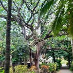 Jardin au domaine Labourdonnais dans le Nord de Maurice Jardin au domaine Labourdonnais dans le Nord de Maurice