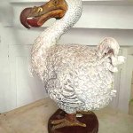 Dodo mauricien à la Maison Eureka Dodo mauricien à la Maison Eureka