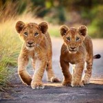 Marcher avec les lions au parc nature de Casela, sud-ouest Maurice Marcher avec les lions au parc nature de Casela, sud-ouest Maurice