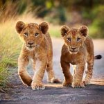 Marcher avec les lions au parc nature de Casela, sud-ouest Maurice Marcher avec les lions au parc nature de Casela, sud-ouest Maurice