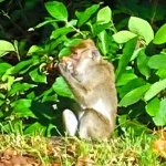 Singe sur la route de la Nicolière au nord de l'ile Maurice Singe sur la route de la Nicolière au nord de l'ile Maurice