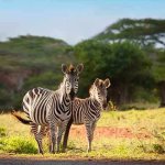 Zebres dans le parc naturel de Casela, Ile Maurice Zebres dans le parc naturel de Casela Ile Maurice