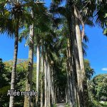 Allée Royale au jardin botanique de Pamplemousse à Maurice