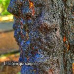 Arbre qui saigne ( la sève de cet arbre est rouge) au jardin botanique de Pamplemousse à Maurice