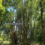 Bambous géants au jardin botanique de Pamplemousse à Maurice