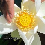 Coeur de Lotus au jardin botanique de Pamplemousse à Maurice