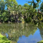 Etang au jardin botanique de Pamplemousse à Maurice