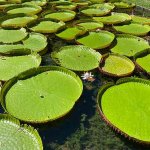 Nénuphars plateaux géants au jardin botanique de Pamplemousse à Maurice