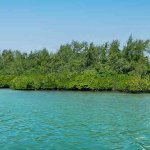 La mangrove La mangrove faite en majorité de palétuviers
