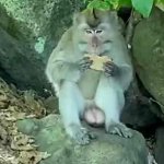Singe qui mange une tartine a coté de la cascade de l'ile aux cerfs Singe qui mange une tartine a coté de la cascade de l'ile aux cerfs
