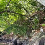 Le coin des singes qui attendent après la cascade Le coin des singes qui attendent après la cascade