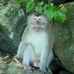 Le singe qui attend les dons des touristes 🤣🤣 Le singe qui attend les dons des touristes 🤣🤣